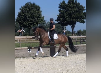 Mare 4 years