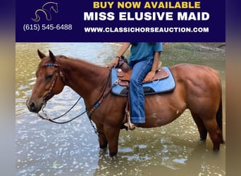 American Quarter Horse, Mare, 8 years, 15 hh, Sorrel, in Fayetteville,AR,