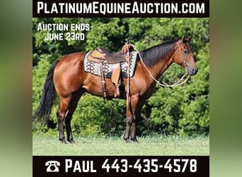 American Quarter Horse, Gelding, 8 years, 15,1 hh, Bay, in New Park, PA