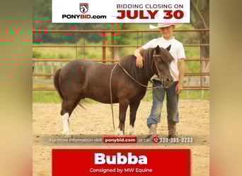 Altri pony/cavalli di piccola taglia, Castrone, 4 Anni, 86 cm, in Fresno, OH
