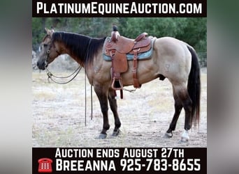 American Quarter Horse, Wallach, 11 Jahre, 155 cm, Buckskin, in Valley Springs SD