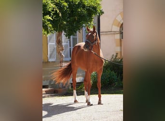 Selle Français, Jument, 7 Ans, 166 cm, Alezan, in Cluny