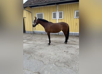 Stute 8 Jahre