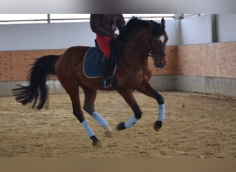Oldenburg, Stallion, 28 years, 16.1 hh, Brown