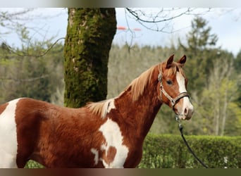 AIH (American Indian Horse), Hingst, 1 år, 150 cm, Tobiano-skäck-alla-färger