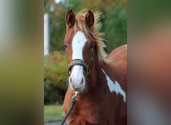 AIH (American Indian Horse), Hingst, 1 år, 150 cm, Tobiano-skäck-alla-färger