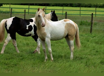 AIH (American Indian Horse), Sto, 1 år, 152 cm, Champagne