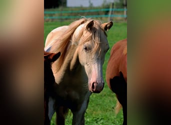 AIH (American Indian Horse), Sto, 1 år, 152 cm, Champagne