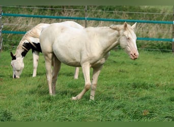 AIH (American Indian Horse), Sto, 2 år, 153 cm, Perlino