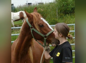 AIH (American Indian Horse), Valack, 2 år, 150 cm, fux