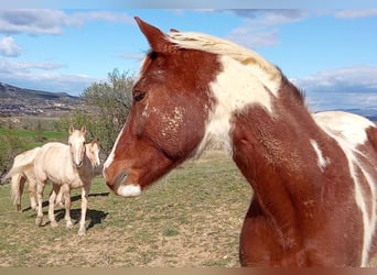 AIH (American Indian Horse), Valack, 6 år, 160 cm, Tobiano-skäck-alla-färger