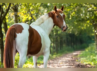AIH (American Indian Horse) Blandning, Valack, 7 år, 159 cm, Pinto
