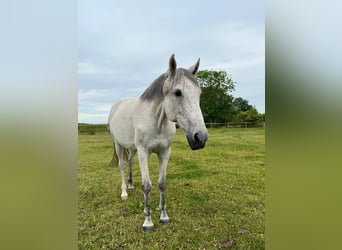 Akhal-Teke Mestizo, Caballo castrado, 16 años, Tordo