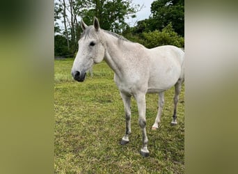 Akhal-Teke Mestizo, Caballo castrado, 16 años, Tordo