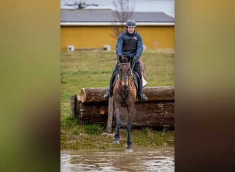 Akhal-Teke, Caballo castrado, 17 años, 163 cm, Buckskin/Bayo