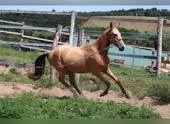Akhal-Teke, Caballo castrado, 3 años, 162 cm, Buckskin/Bayo