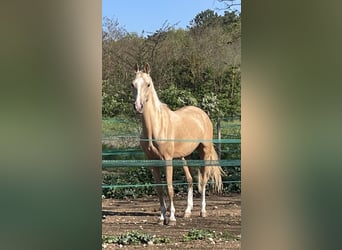 Akhal-Teke, Caballo castrado, 4 años, 160 cm