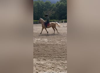 Akhal-Teke, Caballo castrado, 4 años, 160 cm