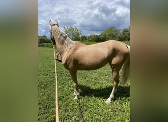 Akhal-Teke, Caballo castrado, 4 años, 160 cm