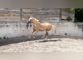 Akhal-Teke, Caballo castrado, 4 años, 160 cm