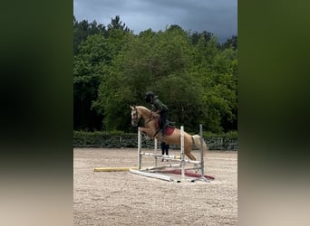 Akhal-Teke, Caballo castrado, 4 años, 160 cm