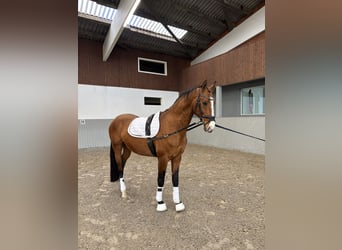 Akhal-Teke, Caballo castrado, 4 años, 165 cm, Castaño