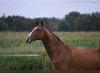 Akhal-Teke, Caballo castrado, 4 años, 165 cm, Castaño
