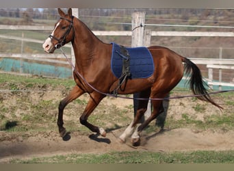 Akhal-Teke, Caballo castrado, 4 años, 165 cm, Castaño rojizo