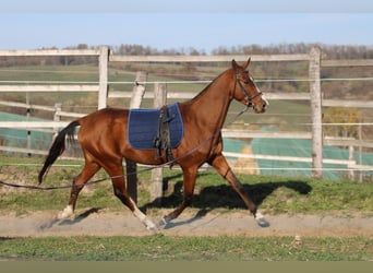 Akhal-Teke, Caballo castrado, 4 años, 165 cm, Castaño rojizo