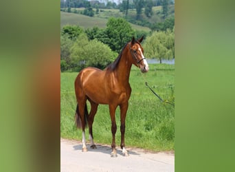 Akhal-Teke, Caballo castrado, 4 años, 165 cm, Castaño rojizo