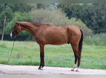 Akhal-Teke, Caballo castrado, 4 años, 165 cm, Castaño rojizo