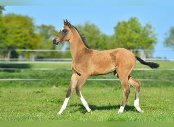 Akhal-Teke, Caballo castrado, 4 años, Negro