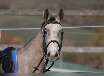 Akhal-Teke, Caballo castrado, 5 años, 158 cm