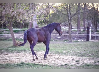 Akhal-Teke, Caballo castrado, 5 años, 164 cm, Castaño oscuro