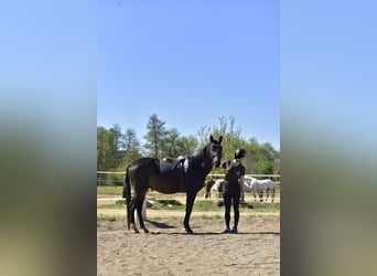 Akhal-Teke, Caballo castrado, 5 años, 164 cm, Castaño oscuro