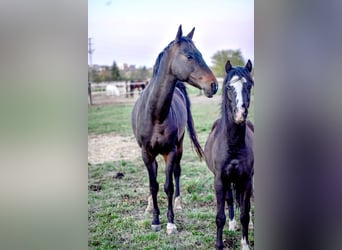 Akhal-Teke, Caballo castrado, 5 años, 164 cm, Castaño oscuro