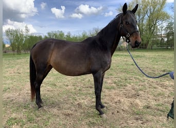 Akhal-Teke, Caballo castrado, 5 años, 164 cm, Castaño oscuro