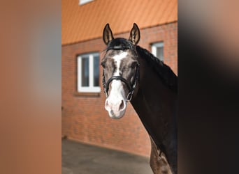 Akhal-Teke, Caballo castrado, 5 años, 167 cm, Buckskin/Bayo