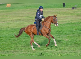 Akhal-Teke, Caballo castrado, 6 años, 163 cm, Alazán-tostado