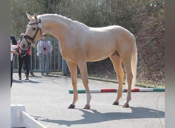 Akhal-Teke, Caballo castrado, 6 años, 164 cm, Palomino