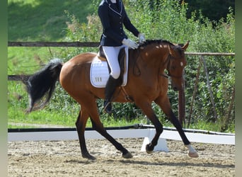 Akhal-Teke, Caballo castrado, 9 años, 158 cm, Castaño