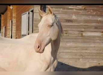 Akhal-Teke, Castrone, 19 Anni, 160 cm, Cremello