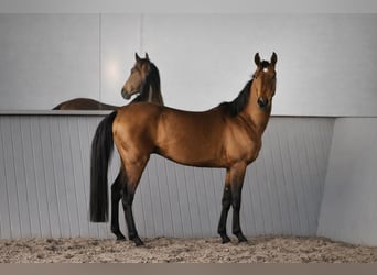 Akhal-Teke, Castrone, 4 Anni, 161 cm, Baio