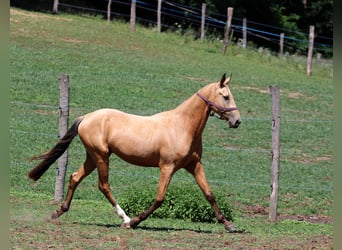 Akhal-Teke, Castrone, 4 Anni, 162 cm, Pelle di daino