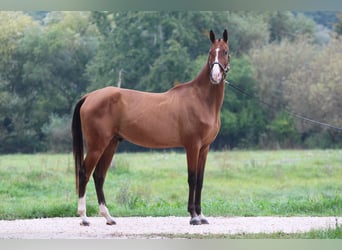 Akhal-Teke, Castrone, 4 Anni, 165 cm, Baio ciliegia