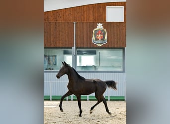 Akhal-Teke, Castrone, 4 Anni, Morello