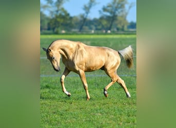 Akhal-Teke, Castrone, 4 Anni, Morello