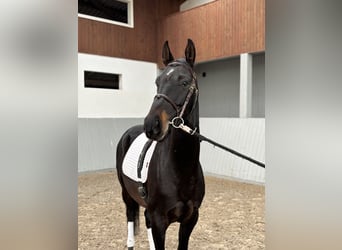 Akhal-Teke, Castrone, 5 Anni, 154 cm, Baio nero