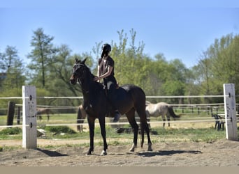 Akhal-Teke, Castrone, 5 Anni, 164 cm, Baio scuro