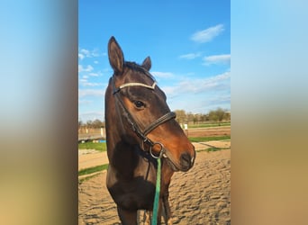Akhal-Teke, Castrone, 5 Anni, 164 cm, Baio scuro
